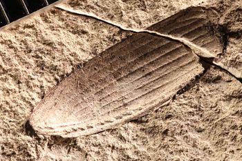 Media type: image;   Entomology PALE-2944